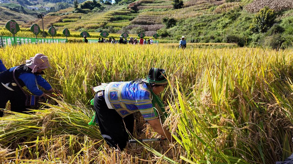 追光丨运动过节,中国农民“丰”景独好