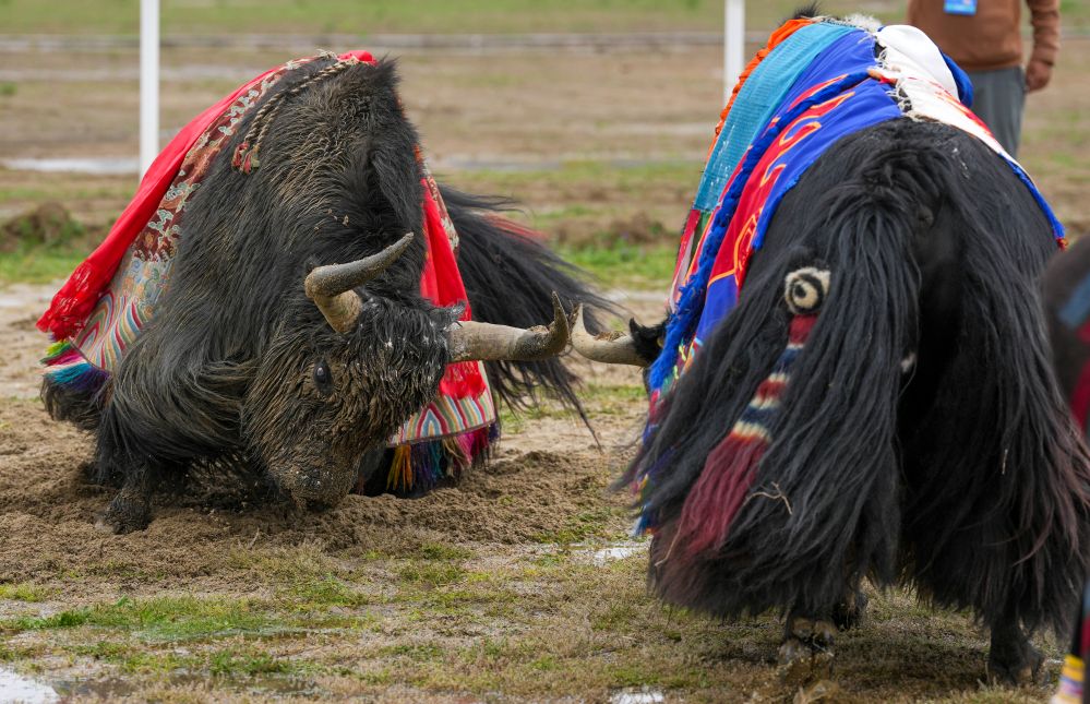 追光丨这里的民族传统体育真是“牛”
